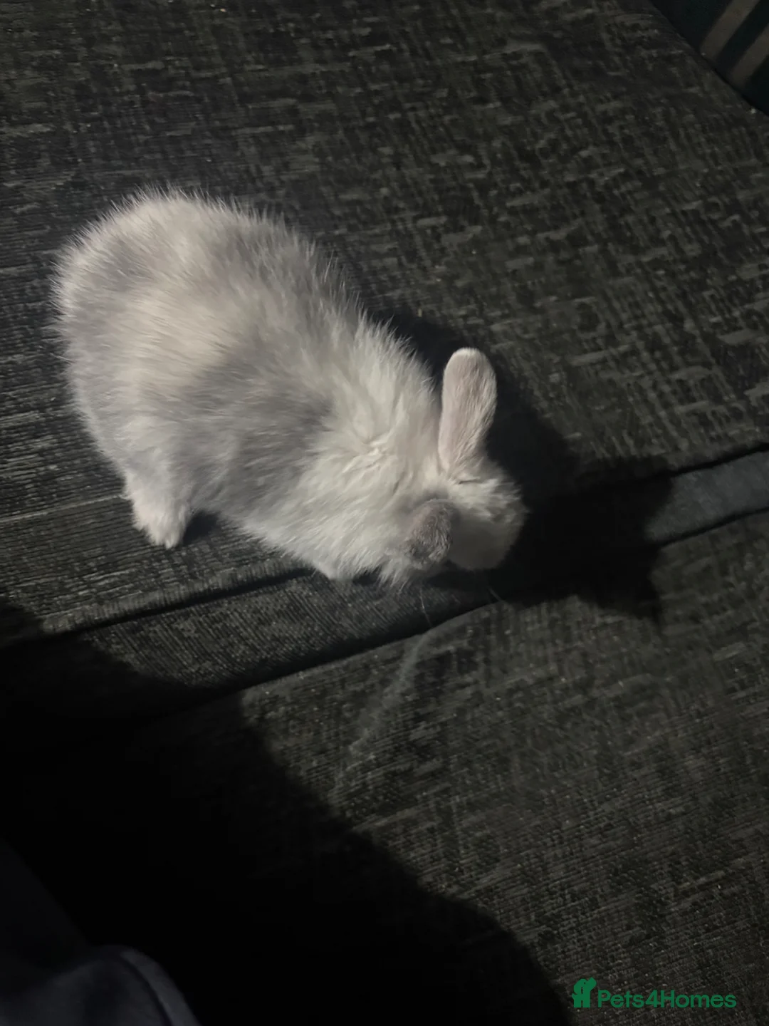 Mixed Breed rabbits for sale: Lion head mix baby  - Advert 1