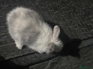 Mixed Breed rabbits Lion head mix baby - Advert 1