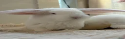 French Lop rabbits for sale: The happy hoppers French lop babies - Advert 12