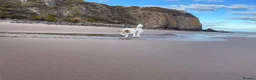 Mixed Breed dogs for adoption: ARTHUR, 5yrs,25kg,great temperament,loves outdoors in Forfar - Advert 7