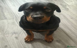 Rottweiler dogs for sale: Rottweiler for sale - Image 2