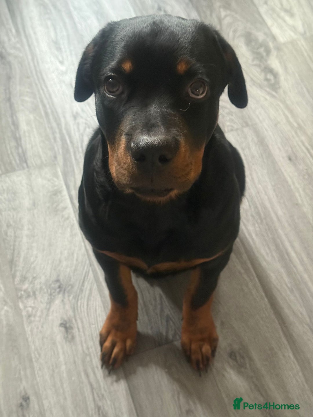 Rottweiler dogs for sale: Rottweiler for sale - Image 2
