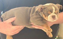 English Bulldog dogs for sale: English Bulldog Puppies - Image 6