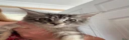 Maine Coon cats for sale: Maine coon kittens fluffy cuddly kittens - Advert 10