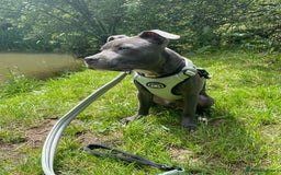 Staffordshire Bull Terrier dogs for sale: Staffordshire Bull Terrier Puppy - Image 3