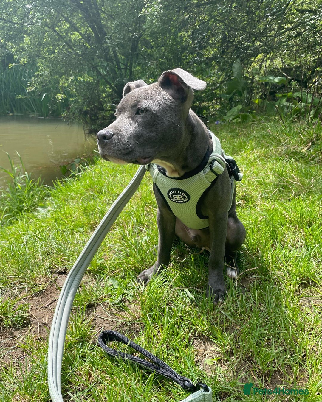 Staffordshire Bull Terrier dogs for sale: Staffordshire Bull Terrier Puppy - Image 3