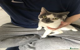 Mixed Breed cats for sale: Female cat for rehoming  - Image 2