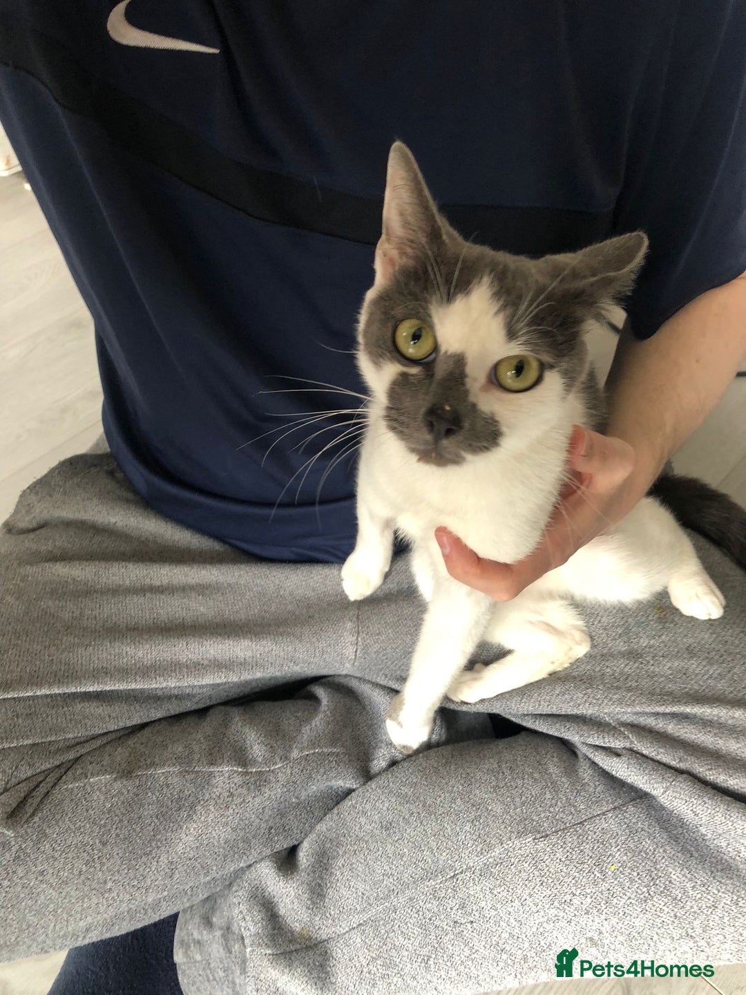 Mixed Breed cats for sale: Female cat for rehoming  - Image 2