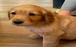 Golden Retriever dogs for sale: Gorgeous Working Type Golden Retriever Puppies  - Image 16