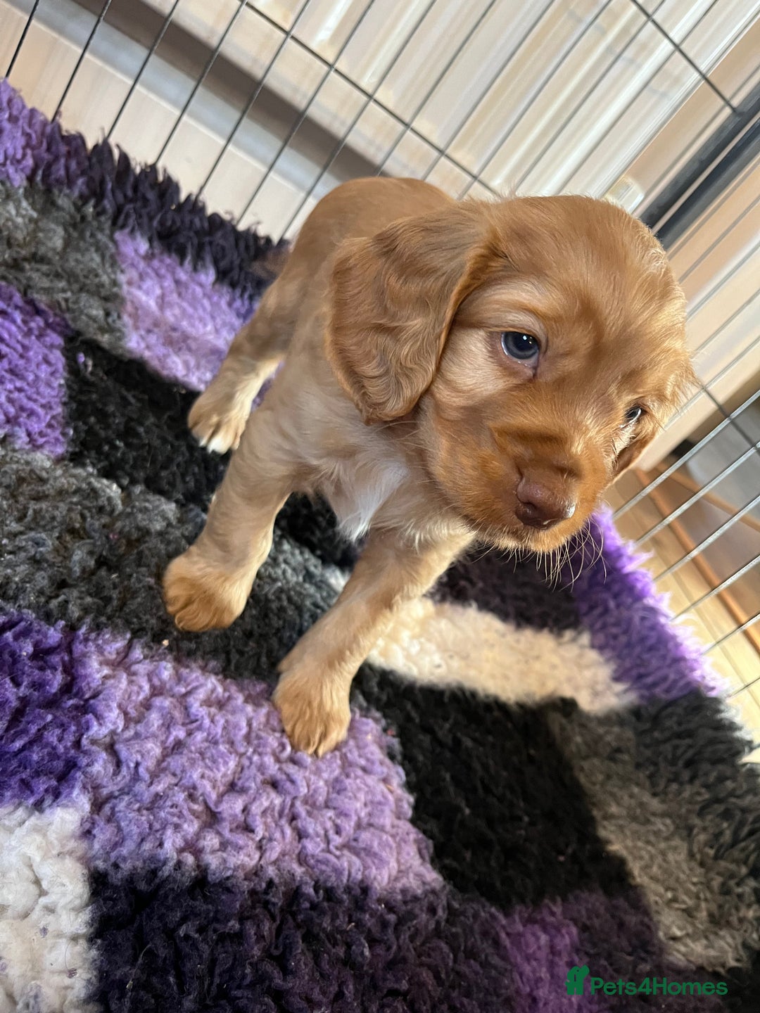Cocker Spaniel dogs for sale: Cocker spaniel puppies - Image 26