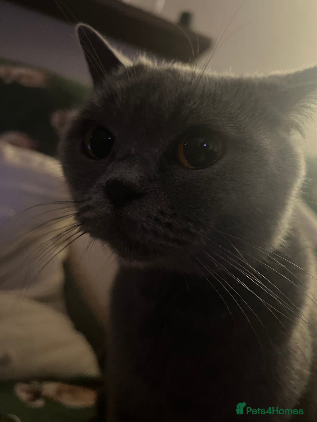 Mixed Breed cats for sale: 6 kittens - Advert 1