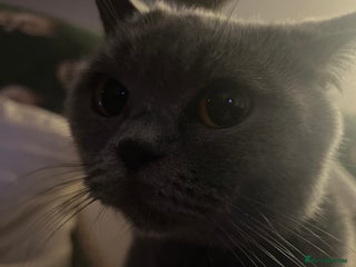 Mixed Breed cats 6 kittens - Advert 1