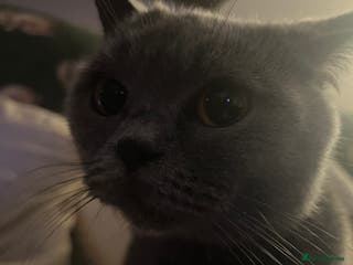 Mixed Breed cats 6 kittens - Advert 8