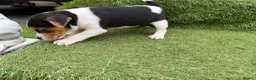 Jack Russell dogs for sale: Stunning Jack Russell‘s in Liskeard - Advert 18