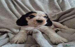 Cocker Spaniel dogs for sale: Roan show cocker spaniels  - Image 1