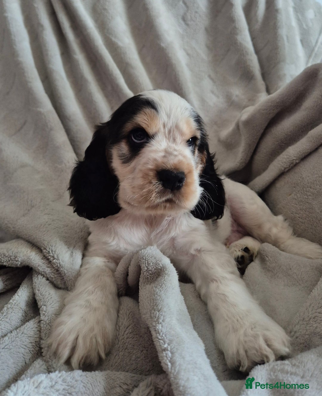 Cocker Spaniel dogs for sale: Roan show cocker spaniels  - Image 1