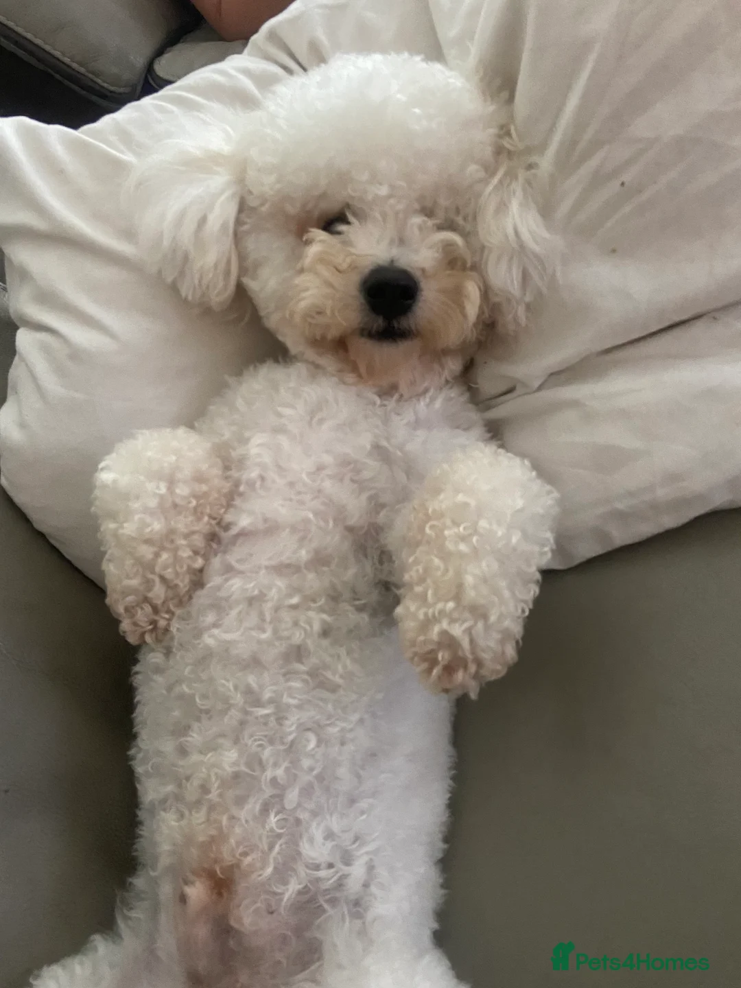 Bichon Frise dogs for stud: Bichon Frise *for stud only* in Hoddesdon - Advert 30