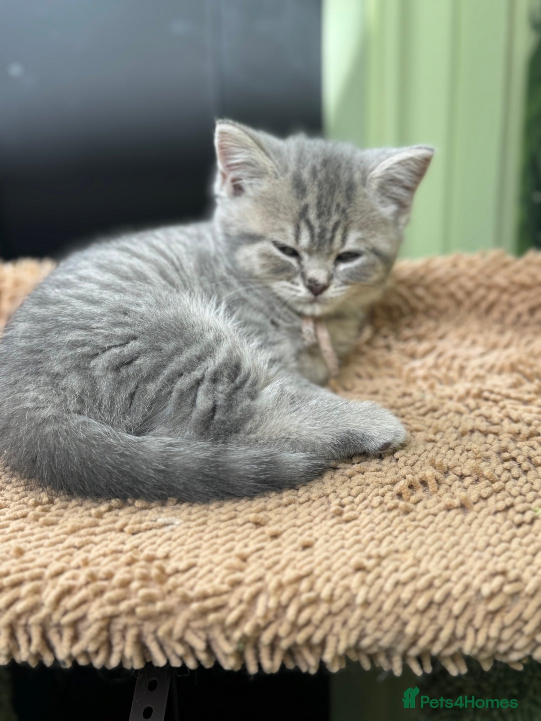 British Shorthair cats for sale: British blue / Scottish striaght kittens  - Image 22