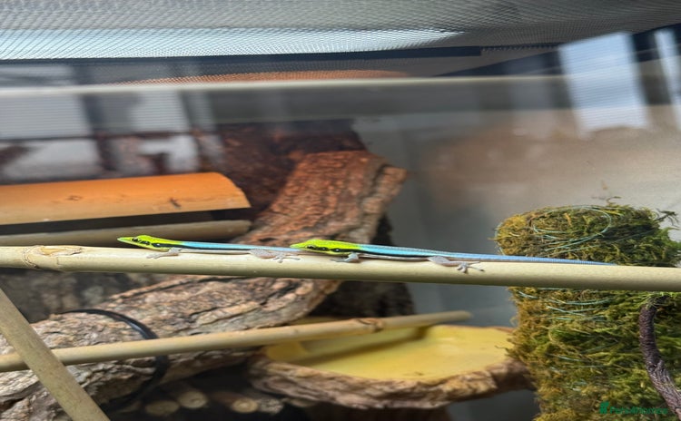Gecko reptiles - Advert 8