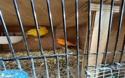 Canaries birds for sale: Canaries and finches  - Image 3