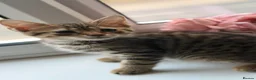 Domestic Shorthair cats for sale: Domestic Shorthair Tabby - Advert 27