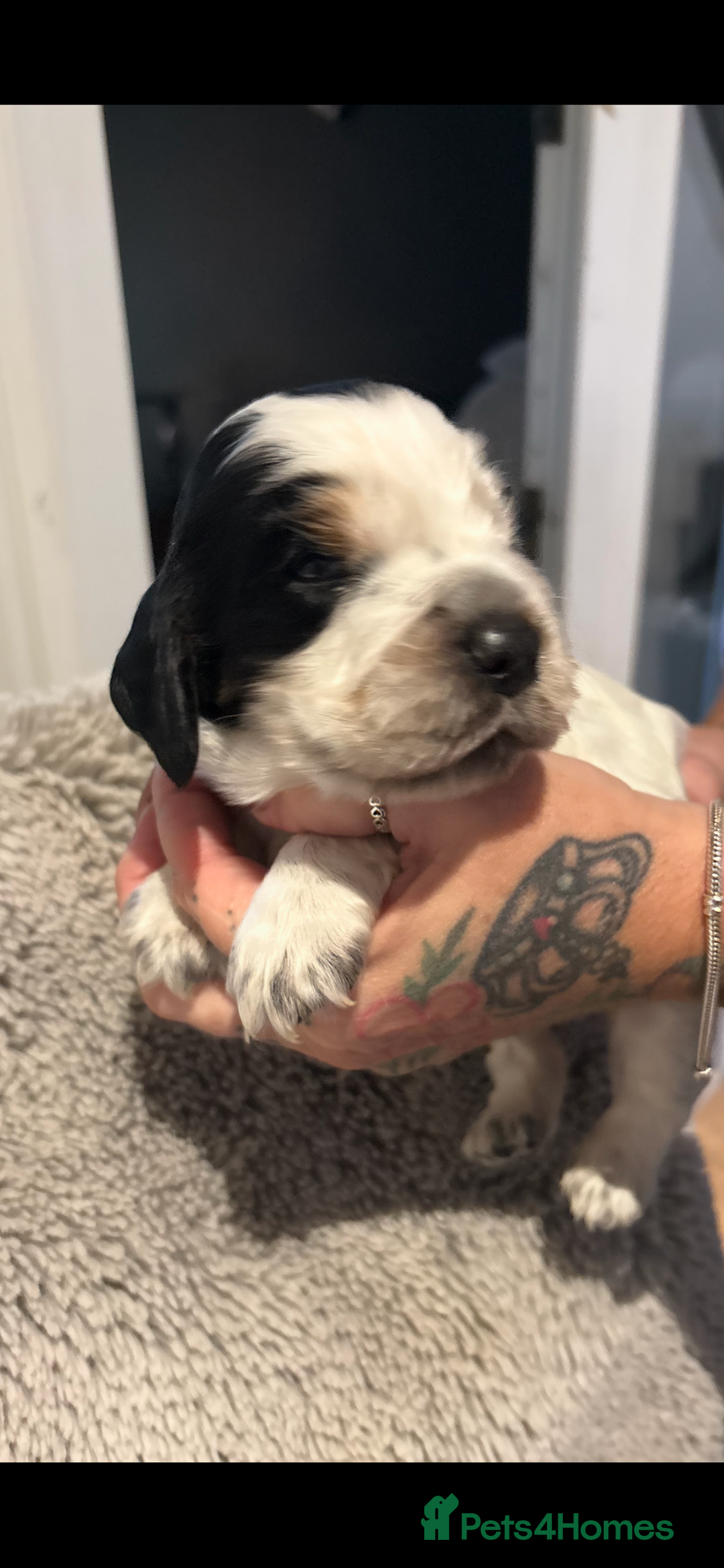 Cocker Spaniel dogs for sale: Stunning kc registered show cocker spaniels  - Advert 7