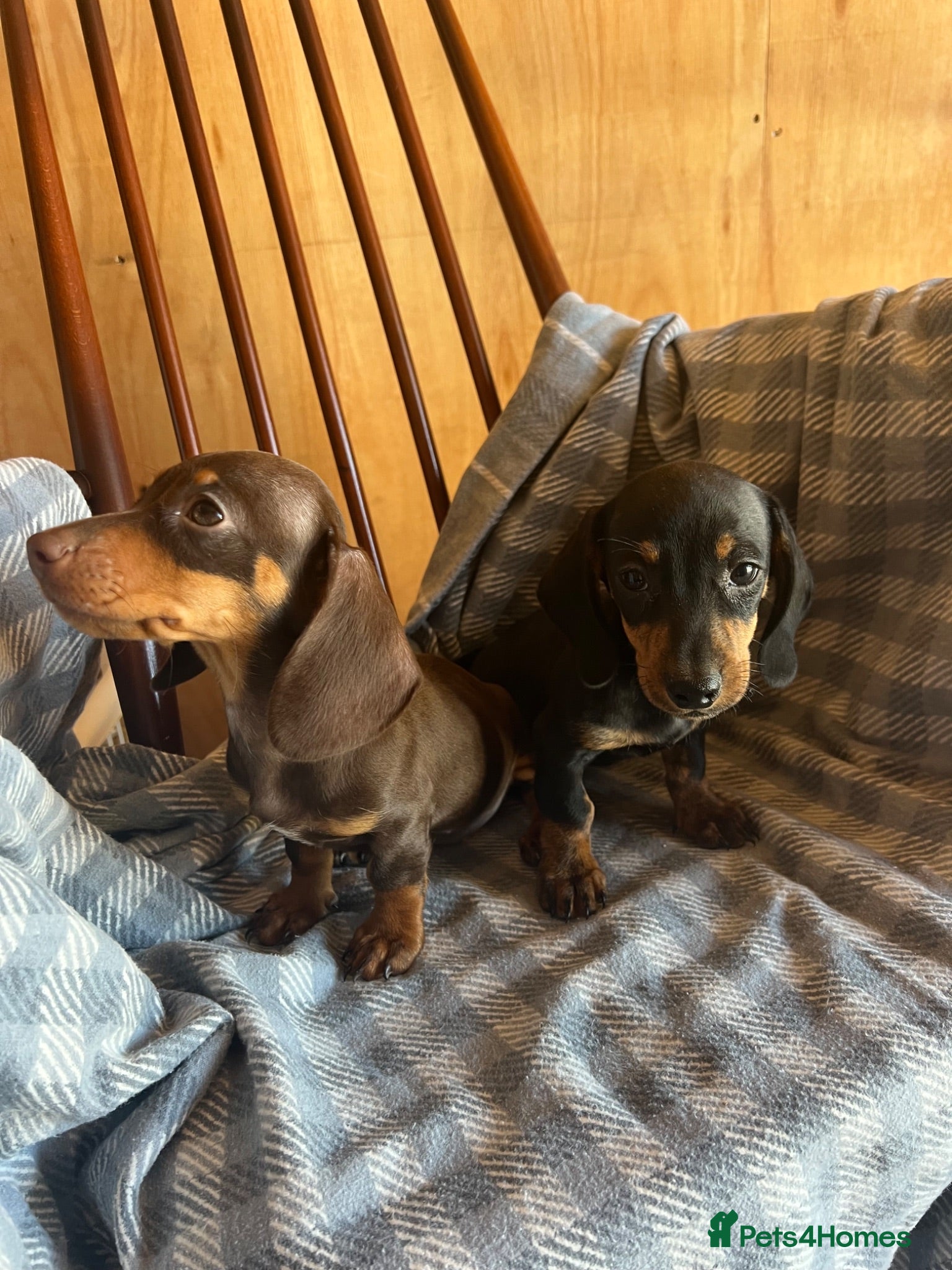 Dachshund dogs MINIATURE DACHSHUND PUPPIES  - Advert 2