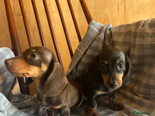 Dachshund dogs MINIATURE DACHSHUND PUPPIES - Advert 2