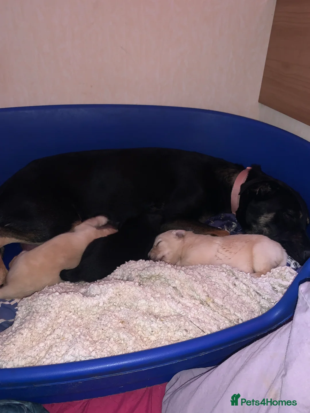 Mixed Breed dogs for sale: German Shepherd cross staff in Leighton Buzzard - Advert 2