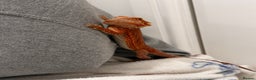 Bearded Dragon reptiles for sale: WOLFGANG x Humbug  - Advert 5
