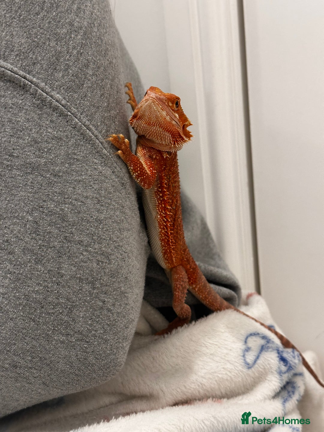Bearded Dragon reptiles for sale: WOLFGANG x Humbug  - Advert 5