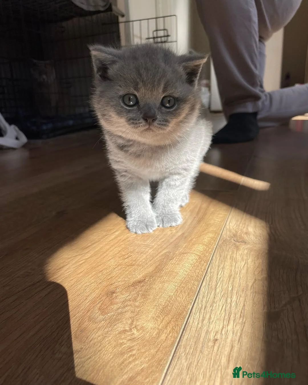 British Shorthair cats for sale: Adorable British Shorthair Kittens  - Advert 14