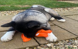 Akita dogs for sale: 4 year old Akita  - Image 36