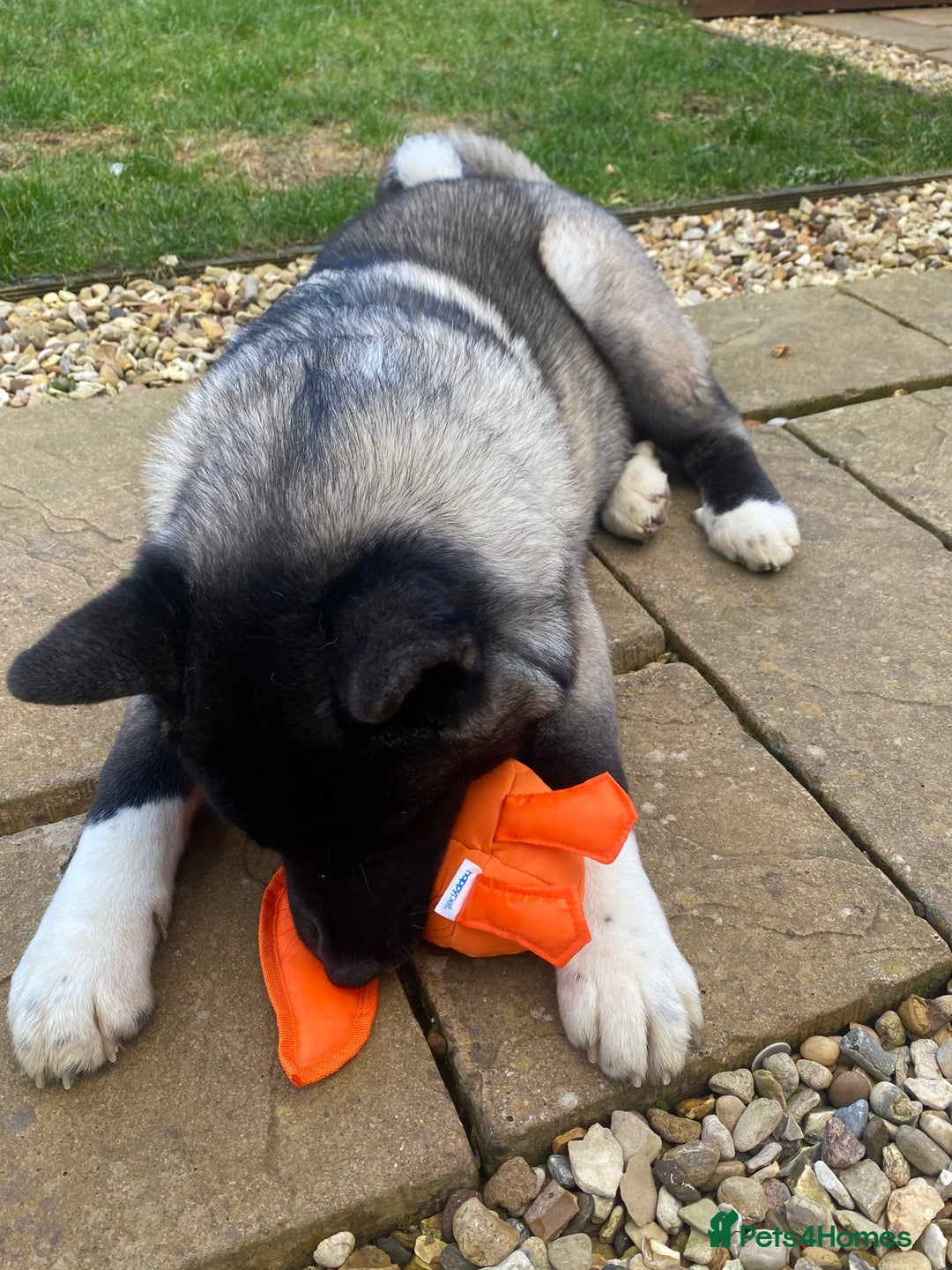 Akita dogs for sale: 4 year old Akita  - Image 36