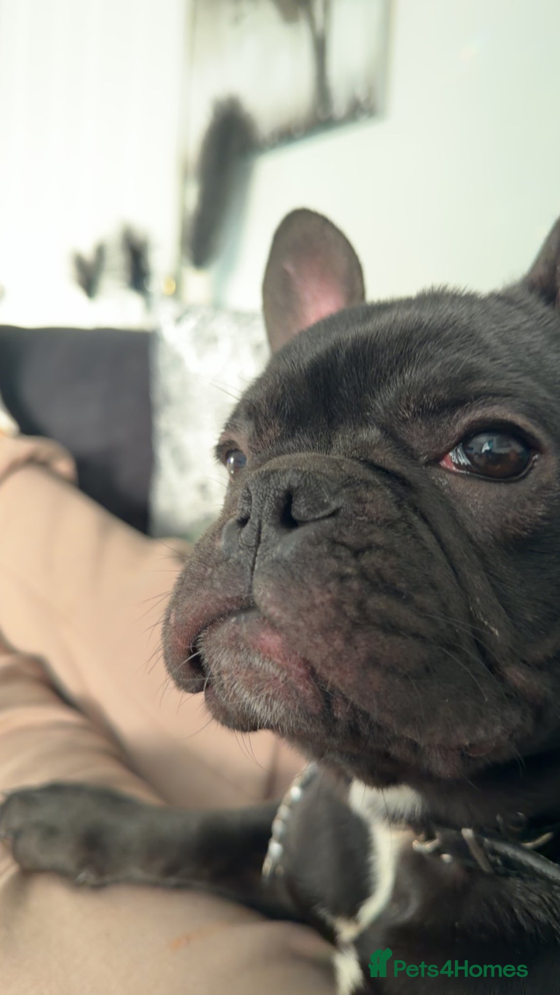 French Bulldog dogs Male French Bulldog - Advert 1