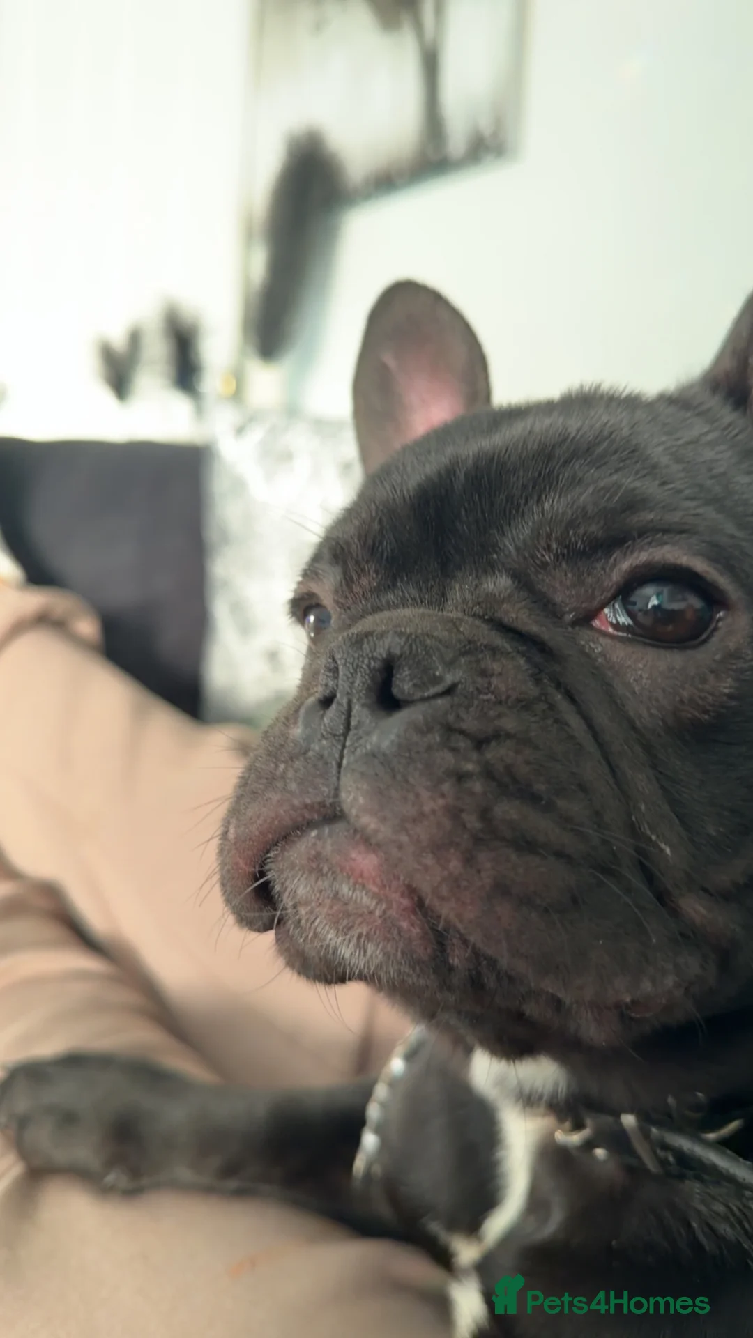 French Bulldog dogs for sale: Male French Bulldog - Advert 1