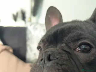 French Bulldog dogs Male French Bulldog - Advert 1