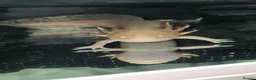Axolotl reptiles for sale: Male Axolotl  in Cwmbran - Advert 2