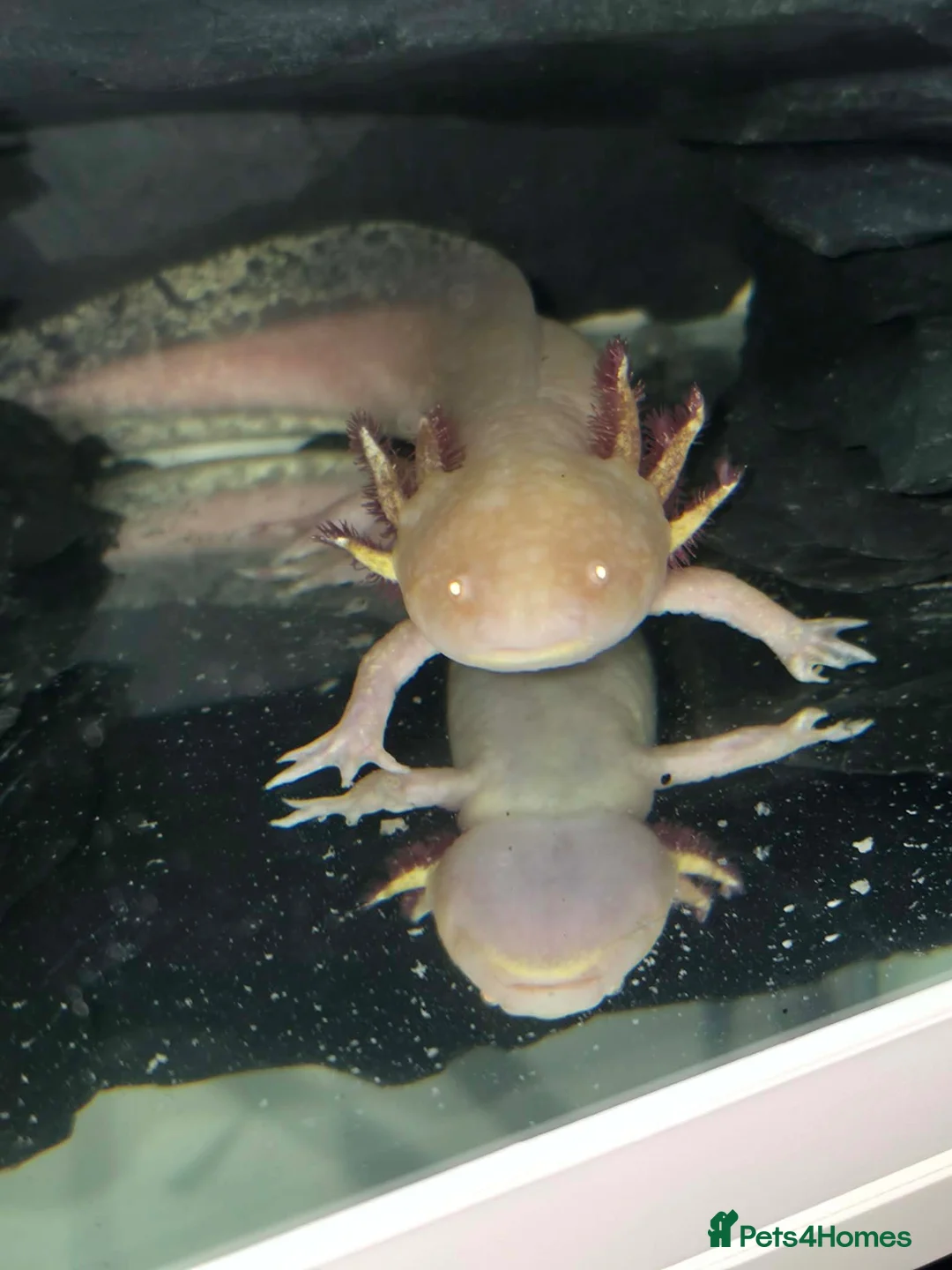 Axolotl reptiles for sale: Male Axolotl  in Cwmbran - Advert 2