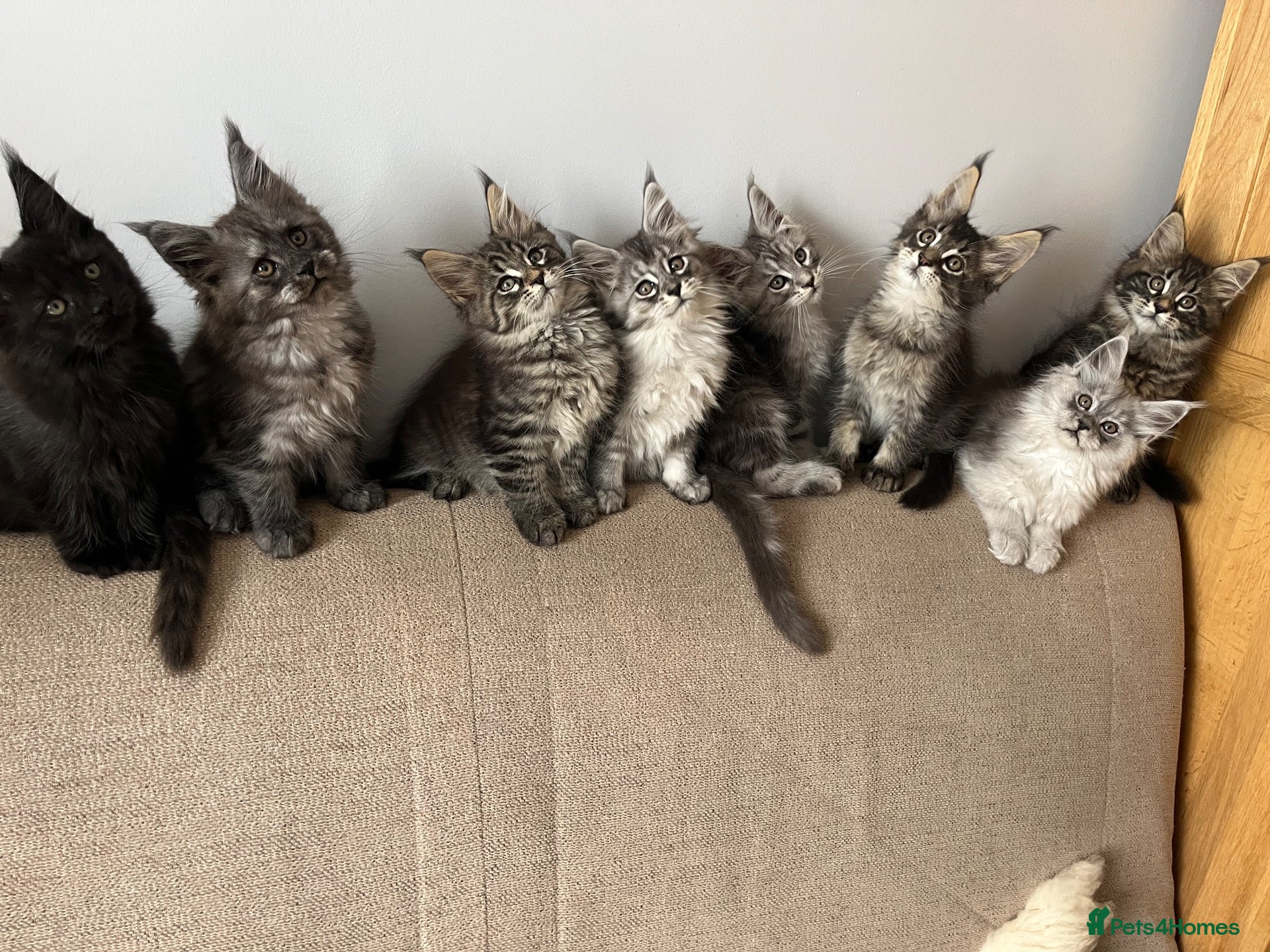 Maine Coon cats ⭐️Beautiful Maine Coon Kittens⭐️ - Advert 1