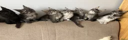 Maine Coon cats for sale: ⭐️Beautiful Maine Coon Kittens⭐️ - Advert 1