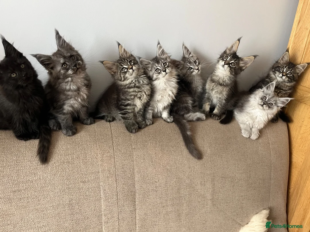 Maine Coon cats for sale: ⭐️Beautiful Maine Coon Kittens⭐️ - Advert 1