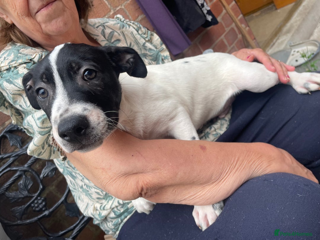 Mixed Breed dogs for sale: Staff collie cross puppies  - Image 15