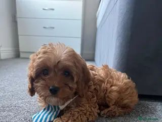 Cavapoo dogs Fully vaccinated ready now cavapoos ! - Advert 7