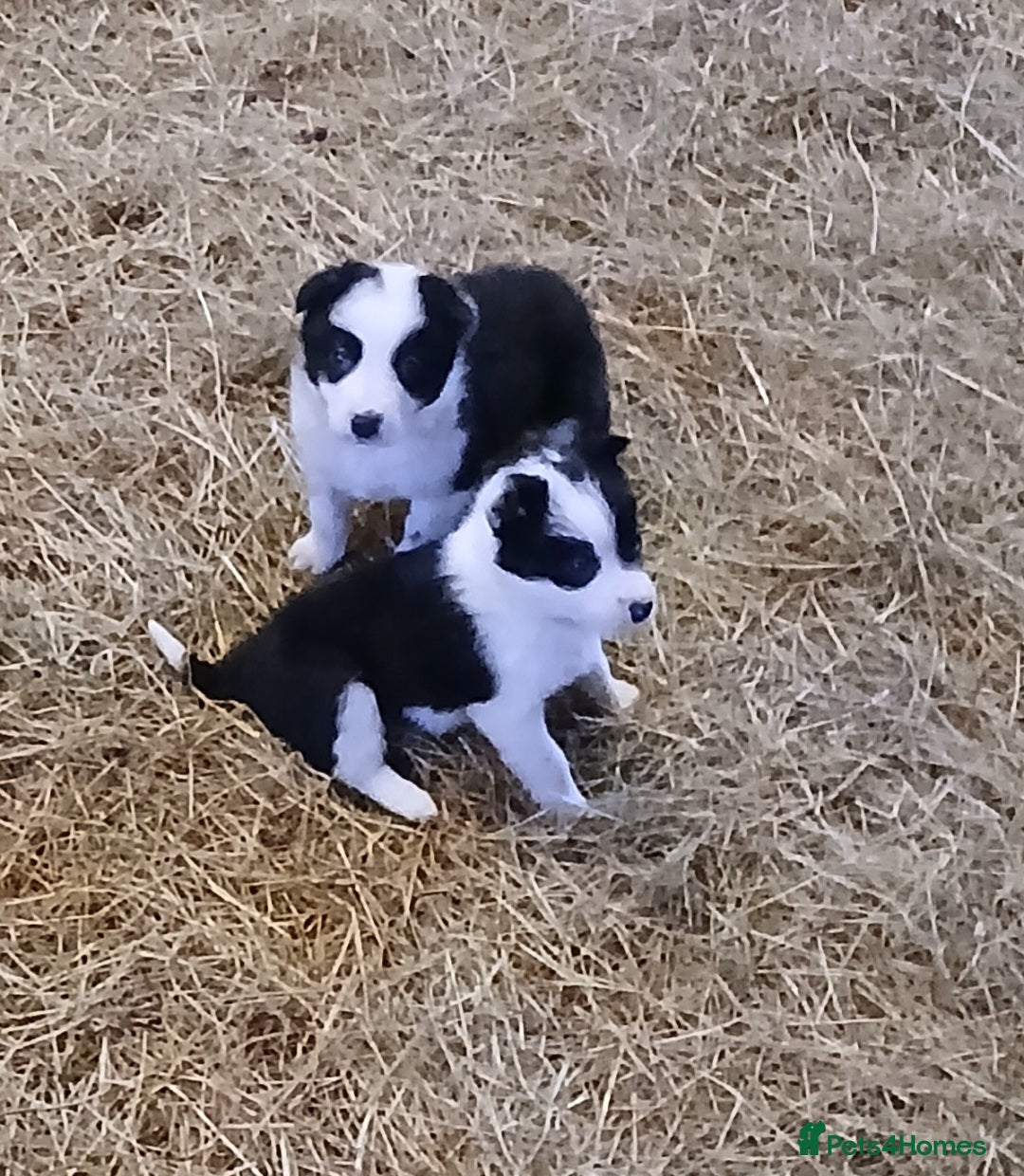 Border Collie dogs for sale: Border Collie puppies for sale  - Advert 12