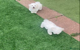 Maltese dogs for sale: Purebred Maltese Puppies Ready Now! - Image 5