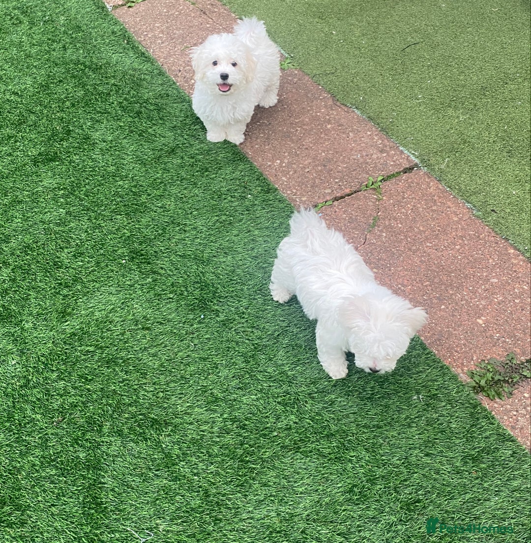 Maltese dogs for sale: Purebred Maltese Puppies Ready Now! - Image 5