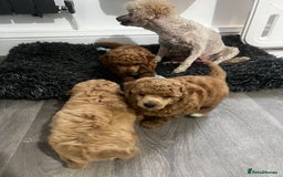 Toy Poodle dogs for sale: Gorgeous kc registered toy poodle pups  - Image 5