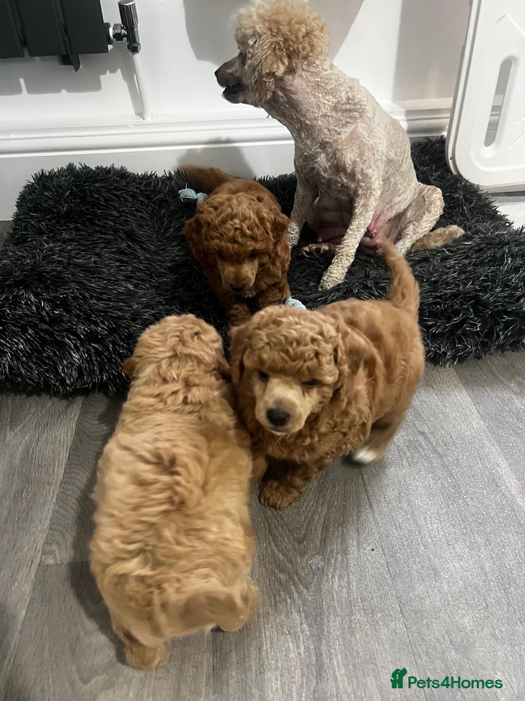 Toy Poodle dogs for sale: Gorgeous kc registered toy poodle pups  - Image 5