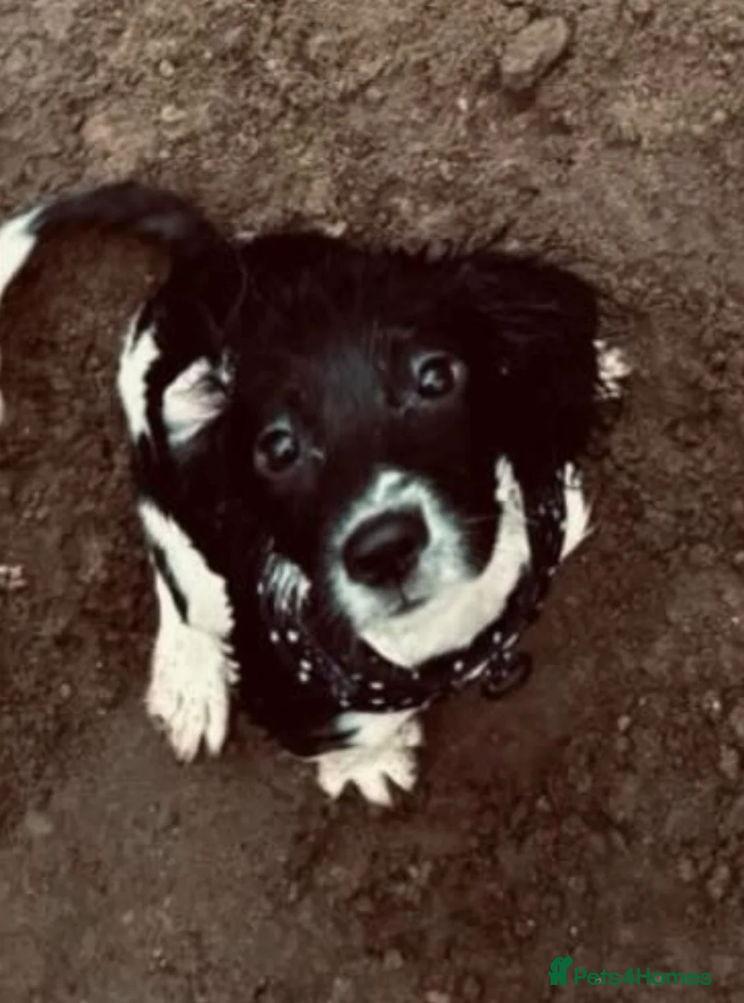 Sprocker dogs for sale: 7 month old female sprocker spaniel  in Manchester - Advert 2